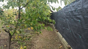 Vânzare teren intravilan Tariceni - imagine 2