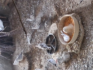 Turturele rozătoare  - imagine 2