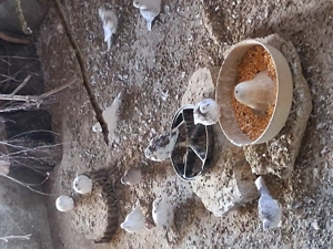 Turturele rozătoare  - imagine 5