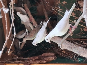 Turturele rozătoare  - imagine 4