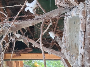 Turturele rozătoare  - imagine 3