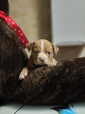 Câine american bully  - imagine 2