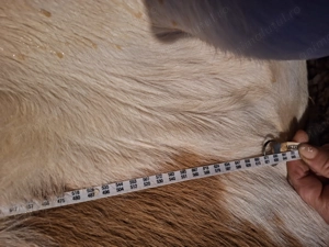 Vacă cu lapte de vânzare  - imagine 3