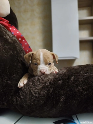 Vând Puii American Bully