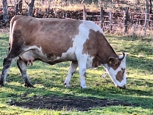 Vacă cu lapte de vânzare 