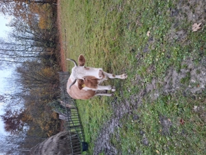 Vacă cu lapte de vânzare  - imagine 4