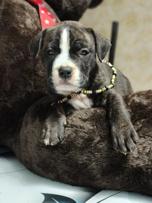 Câine american bully  - imagine 4