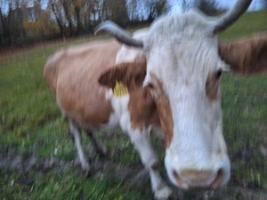 Vacă cu lapte de vânzare  - imagine 5