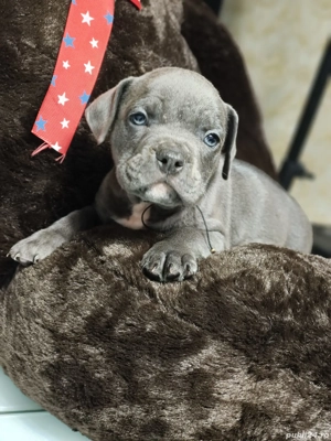 Vând Puii American Bully - imagine 3 Vând Puii American Bully - imagine 3