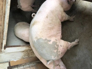 Porci pt sacrificat! - imagine 3