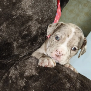 Câine american bully  - imagine 3