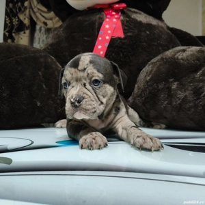 Vând Puii American Bully - imagine 2 Vând Puii American Bully - imagine 2