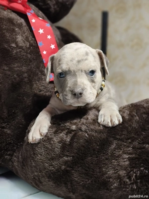 Vând Puii American Bully - imagine 4 Vând Puii American Bully - imagine 4