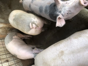 Porci pt sacrificat! - imagine 4