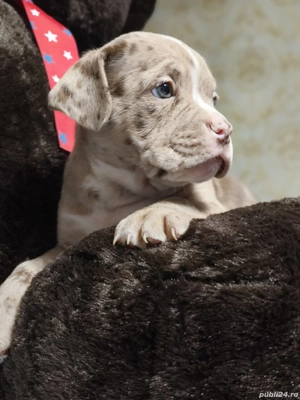 Vând Puii American Bully - imagine 5 Vând Puii American Bully - imagine 5