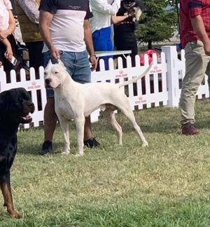 Dog Argentinian cu Pedigree - imagine 5