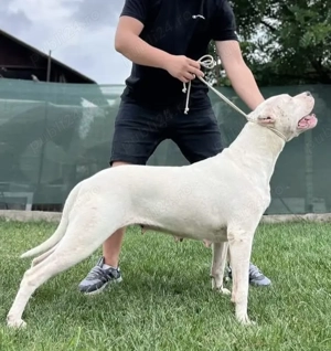 Dog Argentinian cu Pedigree - imagine 4