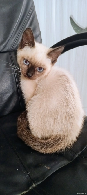 Motănel de siamez - imagine 2 Motănel de siamez - imagine 2