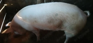 Purcele 120  150 kg  - imagine 3 Purcele 120  150 kg  - imagine 3