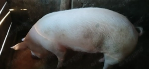 Purcele 120  150 kg  - imagine 2 Purcele 120  150 kg  - imagine 2