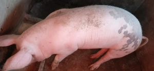 Purcele 120  150 kg  - imagine 4 Purcele 120  150 kg  - imagine 4