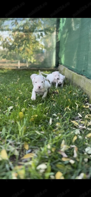 Dog Argentinian cu Pedigree - imagine 3