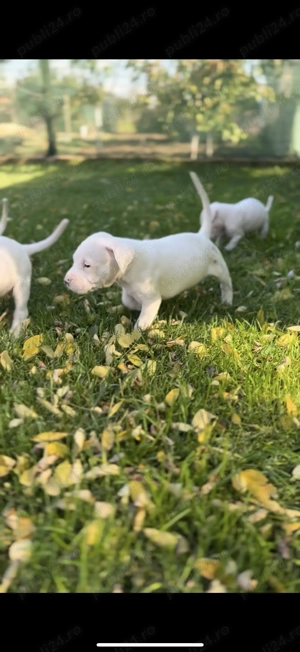 Dog Argentinian cu Pedigree - imagine 2