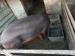 Vând porc, Duroc.