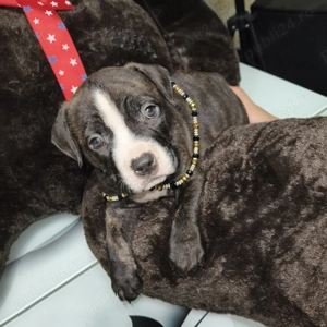 Se vinde american bully