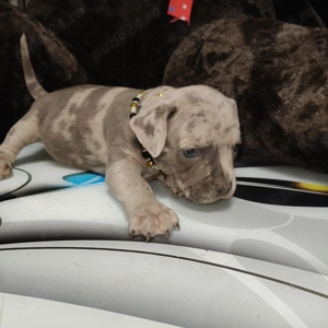 Se vinde american bully  - imagine 2 Se vinde american bully  - imagine 2