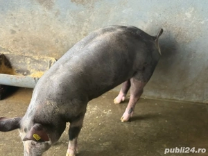 purcei mici rasa de carne 