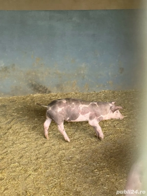 purcei mici rasa de carne  - imagine 4 purcei mici rasa de carne  - imagine 4