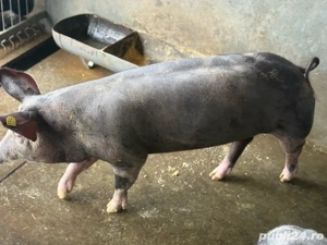 purcei mici rasa de carne  - imagine 2 purcei mici rasa de carne  - imagine 2