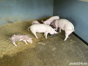 purcei mici rasa de carne  - imagine 3 purcei mici rasa de carne  - imagine 3