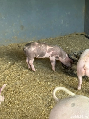 purcei mici rasa de carne  - imagine 5 purcei mici rasa de carne  - imagine 5