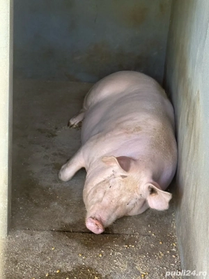 porc pentru sacrificat - imagine 2