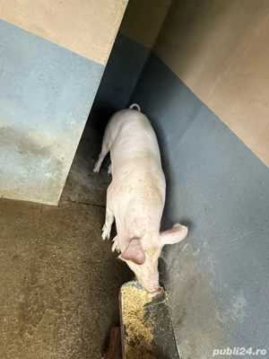 porc pentru sacrificat - imagine 5
