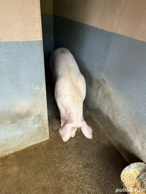 porc pentru sacrificat - imagine 4