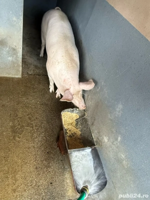 porc pentru sacrificat - imagine 3