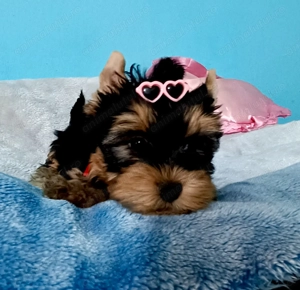 Yorkshire terrier fetiță  - imagine 3