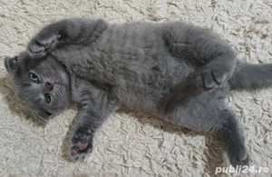 Motanei si pisicute Scottish Fold 