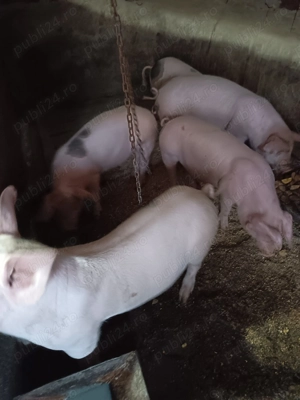 De vanzare 35-40kg - imagine 2