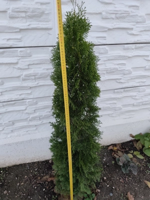 Vând tuia 150 cm - imagine 2