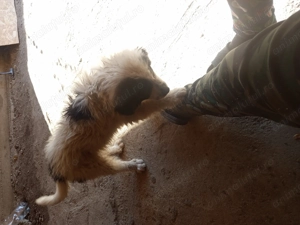 Vând!      - imagine 2 Vând!      - imagine 2