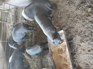 scrofite Bazna - imagine 3 scrofite Bazna - imagine 3