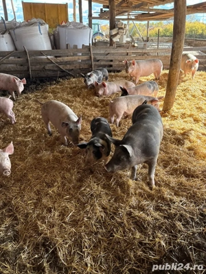 porci pentru aceasta iarna si pentru cea viitoare