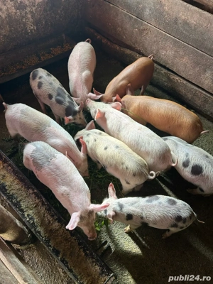 vand purcei - imagine 3