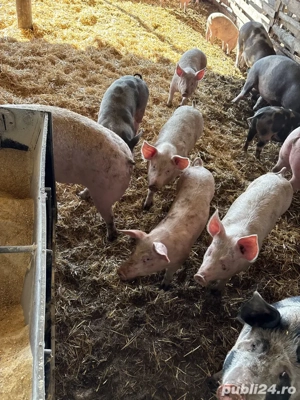 porci pentru aceasta iarna si pentru cea viitoare - imagine 2