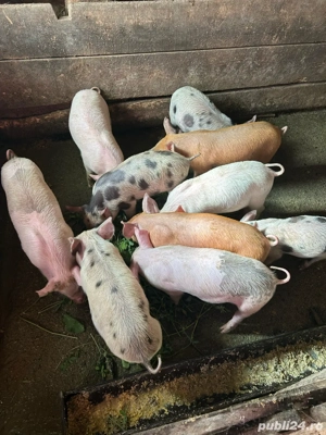 vand purcei - imagine 2