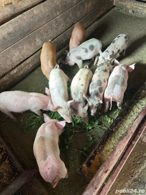 vand purcei - imagine 4